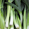 Leek King Richard 